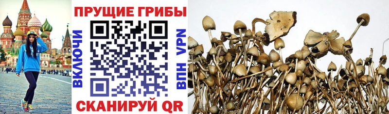 Купить где  Галич  Псилоцибиновые грибы мухоморы 